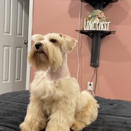 Thanos - Miniature Schnauzer