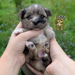 Rare Beacon - Merle male Morkie puppy in Barren Springs, Virginia from Seeking Shalom Acres Maltese, Maltipoos & Havamalts