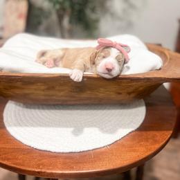 Faith - Red  female Goldendoodle puppy in Sulphur, Louisiana from Curly Q’s Of Carlyss