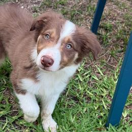 Teddy - White and red male Border Collie puppy in Mckinney, Texas from Border Collies of Ruidoso