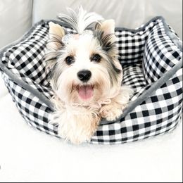 Royal princess 👑 - Biewer Terrier