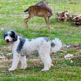 London - Aussiedoodle
