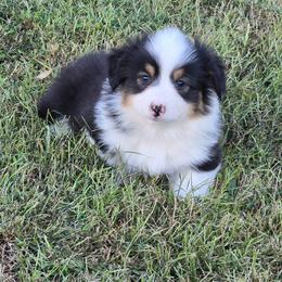 This young man is a full fluffy tri. I beleive he may keep his black head like his momma. - Black and tan male Pembroke Welsh Corgi puppy in Harrisburg, Illinois from Parish Corgis