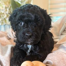 Dune - Black and white male Cockapoo puppy in Saint Louis, Missouri from Jax Doodles