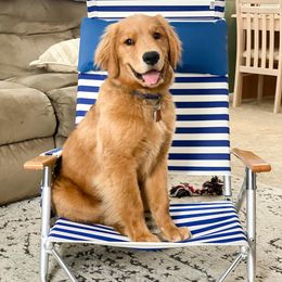 Golden Retriever Puppies from OPK GOLDENS