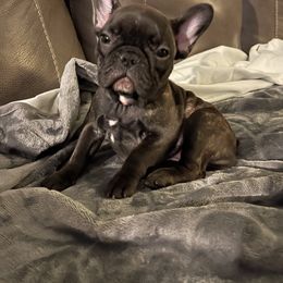 French Bulldog Puppies from Excuse My Frenchies