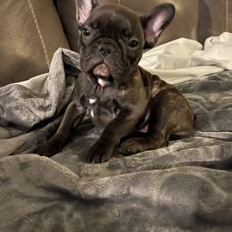 French Bulldog Puppies from Excuse My Frenchies