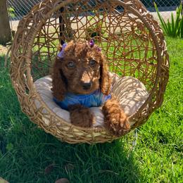 Purple collar - Red  female Goldendoodle puppy in Bakersfield, California from Cisneros Goldendoodles