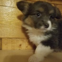 Girl pink - Blue female Pembroke Welsh Corgi puppy in Edmond, Oklahoma from Red Dirt Corgis