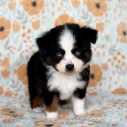 Hulk - Black tri male Toy Australian Shepherd puppy in Liberty Hill, Texas from Pistol Paws Aussies