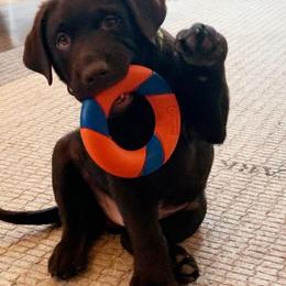 Labrador Retrievers from Lost River Ridge Labradors