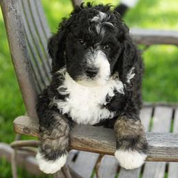 Oak - Tri-color male Bernedoodle puppy in Delta, Pennsylvania from KEE Bernedoodles