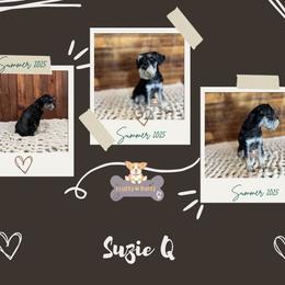 Suzie Q - Miniature Schnauzer