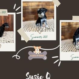 Suzie Q - Miniature Schnauzer