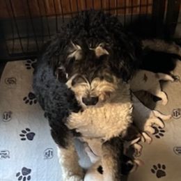Letti - Bernedoodle