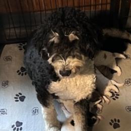 Letti - Bernedoodle