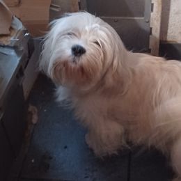 Puffer - Lhasa Apso