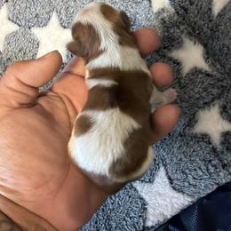 Angel G - Tricolor male Shih Tzu puppy in Apple Valley, California from Garcia_shihtzu