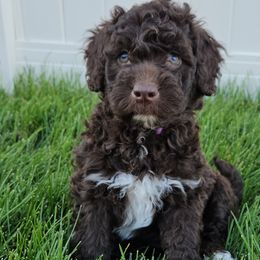 Dark Purple Collar Girl - Portuguese Water Dog puppy from Utah Lake Porties