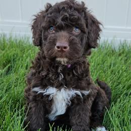 Dark Purple Collar Girl - Portuguese Water Dog puppy from Utah Lake Porties