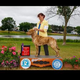 Copper - Chesapeake Bay Retriever