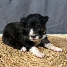 May - Black tri female Miniature American Shepherd puppy in Clinton, Missouri from Mockingbirds American Minis