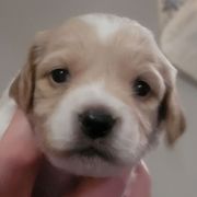 Female 1 - Orange and white female French Brittany puppy in New Florence, Pennsylvania from Laurel Furnace Bretons