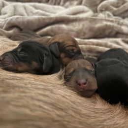 Dachshund Puppies from Katrina Strandburg