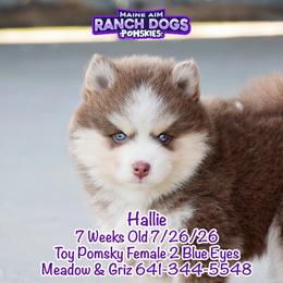 Hallie - Lavender female Pomsky puppy in Humeston, Iowa from M.A.R. Dogs