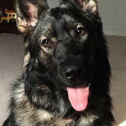 Onyx - German Shepherd