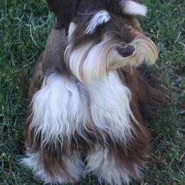 Miniature Schnauzer puppies from Rpuppies
