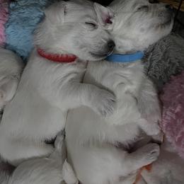 Red - White male West Highland White Terrier puppy in Kuna, Idaho from Treasure Valley Idaho Westies