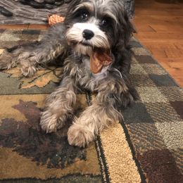 Cavapoo Puppies from Yankee Doodle Dogs