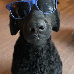 Curly-Coated Retriever All Grown Up from Elflock Curlies
