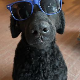 Curly-Coated Retriever All Grown Up from Elflock Curlies