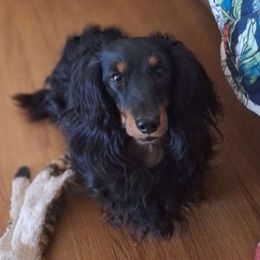 Billie - Dachshund