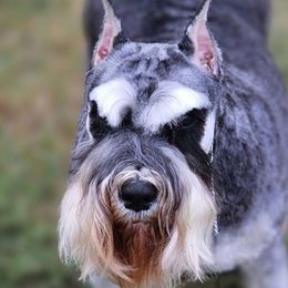 Lyrica - Miniature Schnauzer