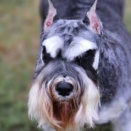 Lyrica - Miniature Schnauzer