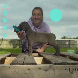 Jewel - Blue female Great Dane puppy in Edwardsville, Illinois from Giants and Munchkins