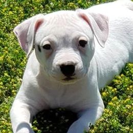 American Bulldogs from Montessa Kennels