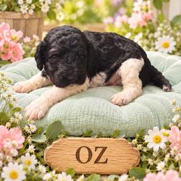 Oz - Parti male Poodle puppy in Washington, Pennsylvania from Patriotic Poodles