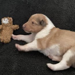 June - Sable merle and white female Collie puppy in Yulee, Florida from Three Collie Farm