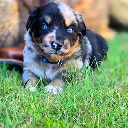 Grimm - Blue merle male Australian Shepherd puppy in Salem, Oregon from Steady Aim Aussies