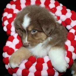 Cupid - Red tri-color male Australian Shepherd puppy in Colorado Springs, Colorado from Rocky Mountain Aussies