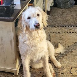 Sage - Labradoodle