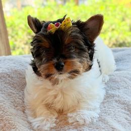 Willow  -  AKC small 4200 - Black tan and white female Biewer Terrier puppy in Douglas, Georgia from Heartland small breeds