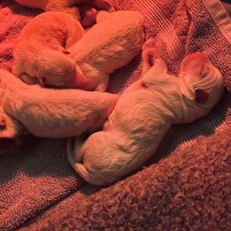 Berger Blanc Suisse Puppies from Moonlight Berger Blanc