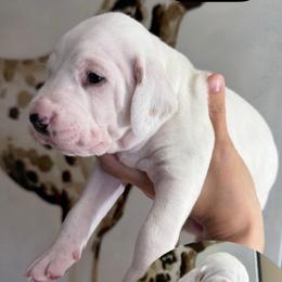 LUA Female 3 - White and lemon female Dalmatian puppy in Louisa, Virginia from Dalmatian Creation LLC