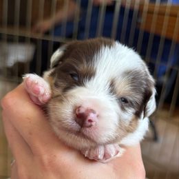 Error - Red merle male Australian Shepherd puppy in Rapid River, Michigan from Echolight Australian Shepherds