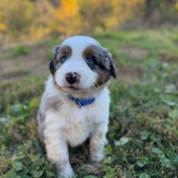 BMM1 - blue collar - Blue merle male Miniature Australian Shepherd puppy in Stuart, Virginia from Apple Tree Mini Aussies